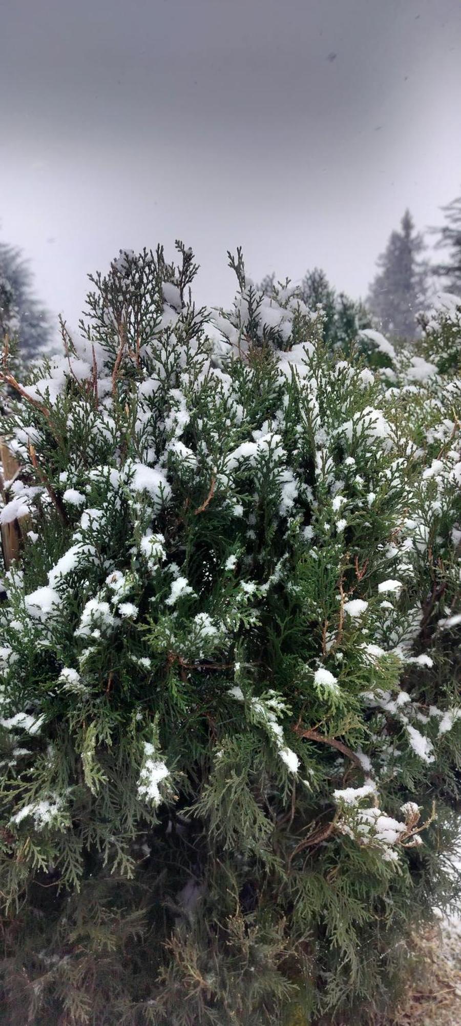 Tree Hub Jibhi公寓 外观 照片