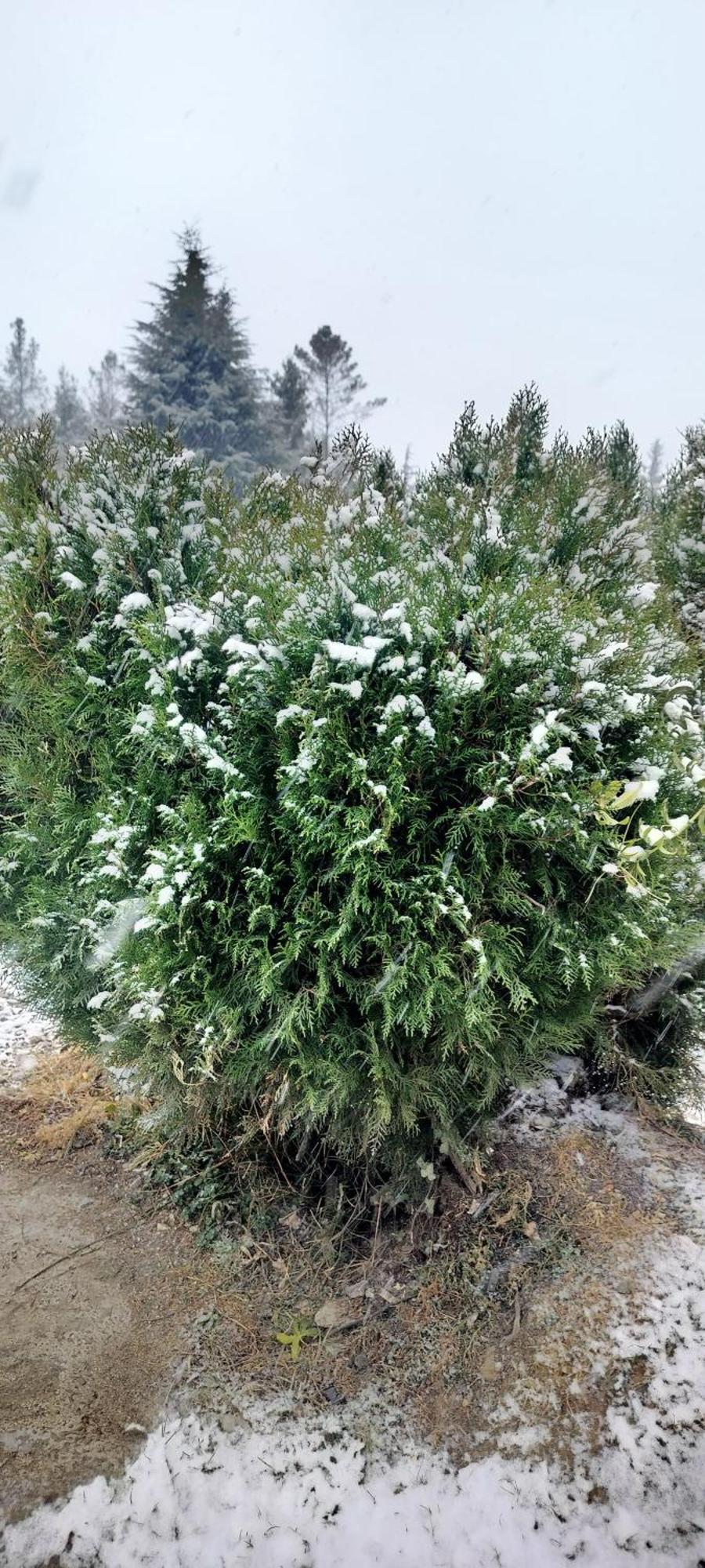 Tree Hub Jibhi公寓 外观 照片